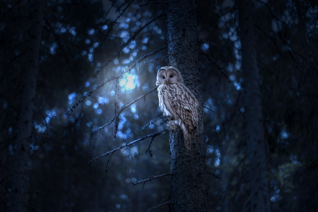 A night owl perched in darkness, illustrating the biological reality that not everyone is wired for early sleep — something no smart ring sensor can detect