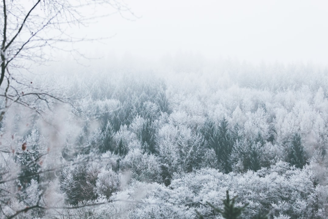A winter frost landscape. Seasonal ambient temperature changes have a measurable impact on PPG data quality that most wearable companies do not account for in their algorithms